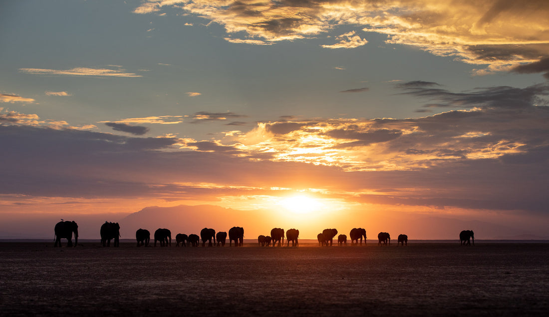 Beginner's Guide to Nature Photography: Elephant Procession