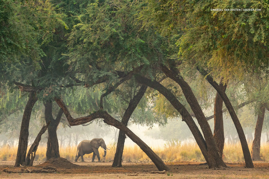 An elephant walking through a grove of leaning winterthorn trees in golden morning mist, Zambia