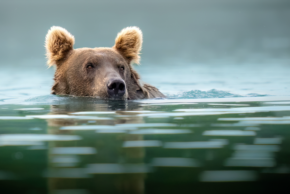 A Conversation with wildlife photographer and bear guide, Arthur Lefo