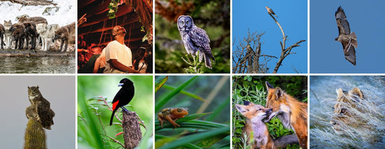 The ten photographs that took part in the Gura Gear World Photography Day Giveaway 2026