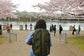 A woman wearing a Forest Green Kiboko 2.0 30L+ on her back by a river lined with cherry blossoms